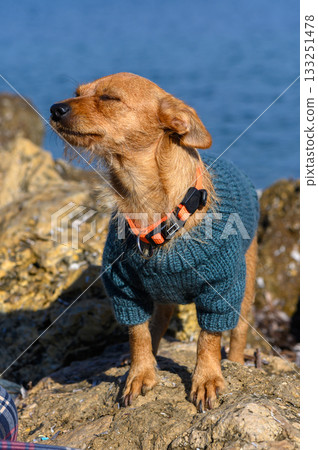 Charming dog enjoys a sunny day by the rocky coastline in a cozy sweater 133251478