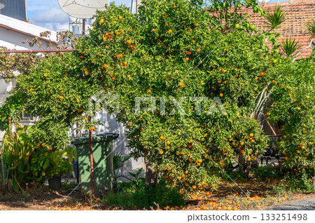 Fruit-laden orange tree thrives in a sunny backyard of a quaint neighborhood Fruit-laden orange tree thrives in a sunny backyard of a quaint neighborhood 133251498