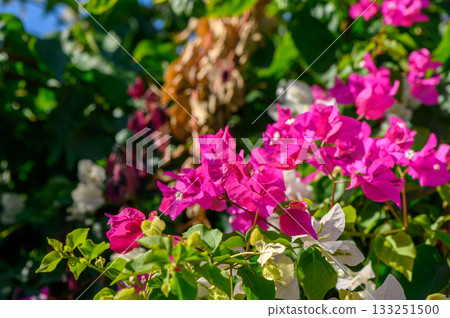 Vibrant bougainvillea blooms create a stunning backdrop in a lush garden on a sunny day 133251500