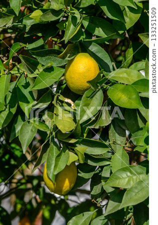 Fresh citrus fruits hanging from vibrant green leaves in a sunny garden setting Fresh citrus fruits hanging from vibrant green leaves in a sunny garden setting 133251509