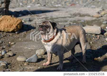 Pug exploring a rocky beach on a sunny afternoon, enjoying the natural surroundings 133251516