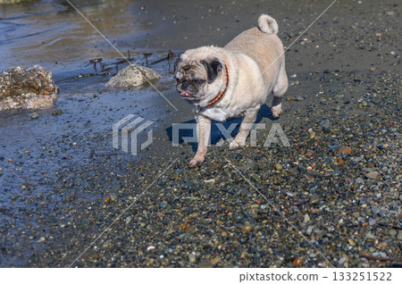 Pug explores the sandy shore on a sunny day beside calm waters Pug explores the sandy shore on a sunny day beside calm waters 133251522