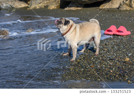 Joyful pug explores the shoreline while playfully enjoying the splashing waves under a sunny sky Joyful pug explores the shoreline while playfully enjoying the splashing waves under a sunny sky 133251523