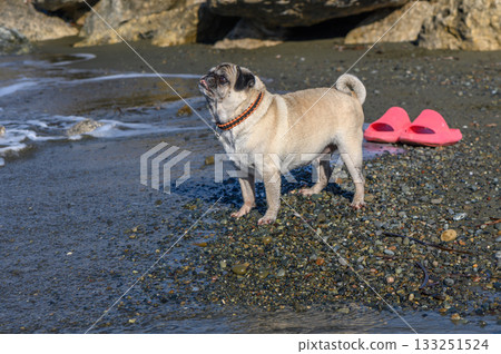 Pug enjoying a sunny day at the beach, exploring the shore and soaking in the beautiful surroundings Pug enjoying a sunny day at the beach, exploring the shore and soaking in the beautiful surroundings 133251524