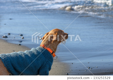 Dog in warm sweater enjoying a lovely day at the beach while gazing at the gentle waves Dog in warm sweater enjoying a lovely day at the beach while gazing at the gentle waves 133251529