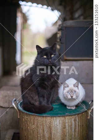 Black and white cats sitting on a metal drum in rustic outdoor setting Black and white cats sitting on a metal drum in rustic outdoor setting 133251610