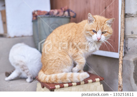 Elderly orange tabby cat and white cat outdoors on porch with textured fur Elderly orange tabby cat and white cat outdoors on porch with textured fur 133251611