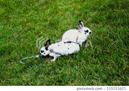 Cute pet scene of black and white rabbits playing on the grass Cute pet scene of black and white rabbits playing on the grass 133251621