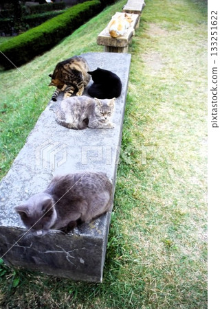 A peaceful everyday scene of stray cats relaxing side by side 133251622