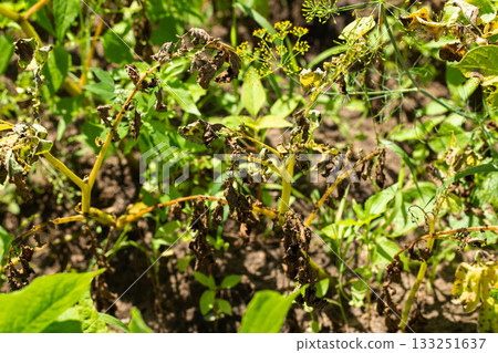 late blight disease on green potato tops, close-up late blight disease on green potato tops, close-up 133251637