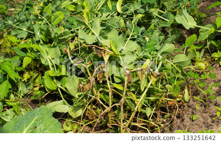 Dry lower leaves of peas in the garden. Concept of pests and diseases, unfavorable environmental conditions, close-up Dry lower leaves of peas in the garden. Concept of pests and diseases, unfavorable environmental conditions, close-up 133251642