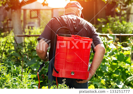 An elderly man, a summer resident, uses a battery-powered sprayer to treat cucumber plants with boric acid in the summer for crop yields and parasites. Copy space for text 133251777