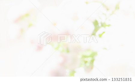 Spring soft blurred background cute white background 133251831