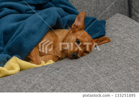 Cozy brown dog relaxing on a couch under a soft blanket in a warm living room 133251895