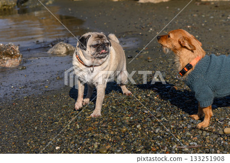 Dogs enjoying a playful moment on the beach during a sunny afternoon by the water Dogs enjoying a playful moment on the beach during a sunny afternoon by the water 133251908