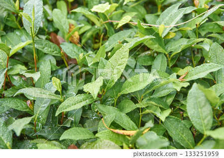 Lush green tea leaves with dew drops in natural garden setting under soft 133251959
