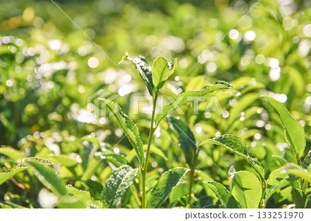 Fresh green tea leaves with morning dew in sunlit garden Fresh green tea leaves with morning dew in sunlit garden 133251970