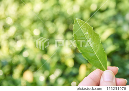 Hand holding single green leaf against lush natural background with sunlight 133251976