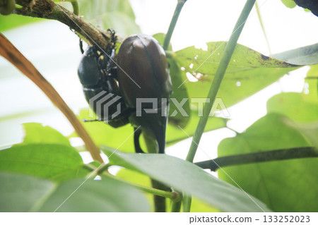 Two Oryctes or rhinoceros beetles mating on a leafy branch, candid breeding season. Koh Sdach, Cambodia 133252023