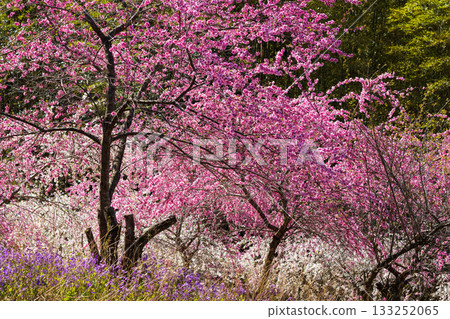 群馬縣綠市的春天:佐屋大畑桃花大道 群馬縣綠市的春天:佐屋大畑桃花大道 133252065