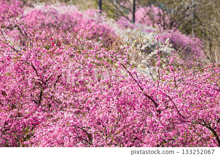 群馬縣綠市的春天：佐屋大畑桃花大道 133252067