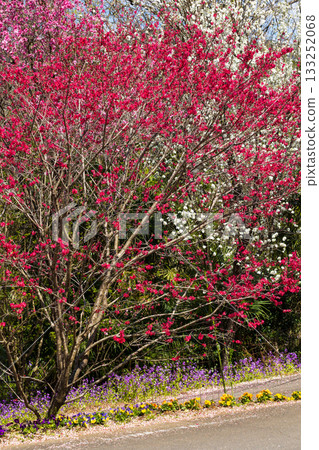 Spring in Midori City, Gunma Prefecture: Sayado-Ohata Peach Blossom Highway Spring in Midori City, Gunma Prefecture: Sayado-Ohata Peach Blossom Highway 133252068