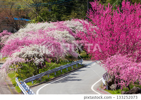 群馬縣綠市的春天：佐屋大畑桃花大道 133252073