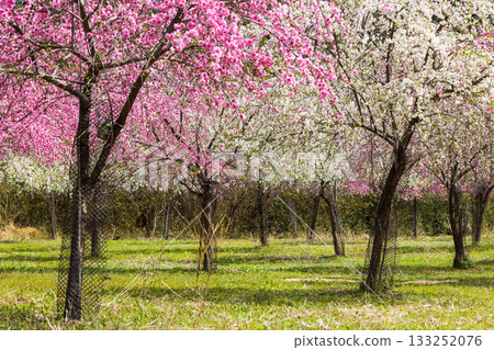 群馬縣綠市的春天：佐屋大畑桃花大道 133252076