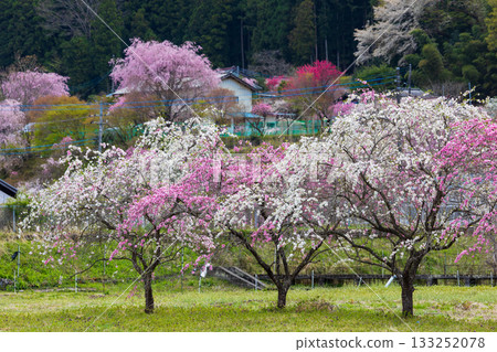 Spring in Midori City, Gunma Prefecture: Sayado-Ohata Peach Blossom Highway Spring in Midori City, Gunma Prefecture: Sayado-Ohata Peach Blossom Highway 133252078