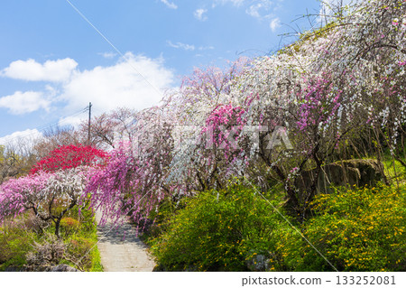 群馬縣綠市的春天：佐屋大畑桃花大道 133252081