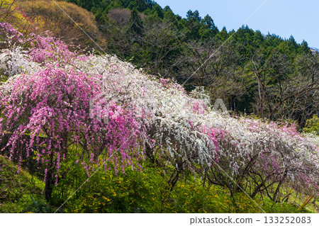 Spring in Midori City, Gunma Prefecture: Sayado-Ohata Peach Blossom Highway Spring in Midori City, Gunma Prefecture: Sayado-Ohata Peach Blossom Highway 133252083