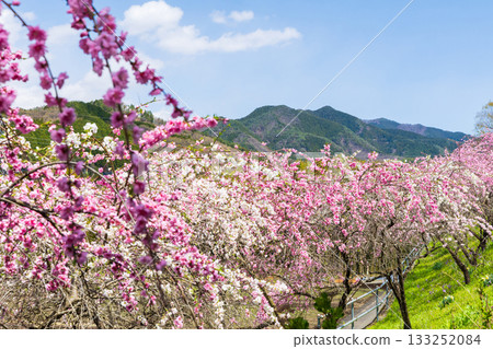 群馬縣綠市的春天：佐屋大畑桃花大道 133252084