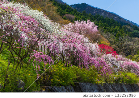 群馬縣綠市的春天：佐屋大畑桃花大道 133252086