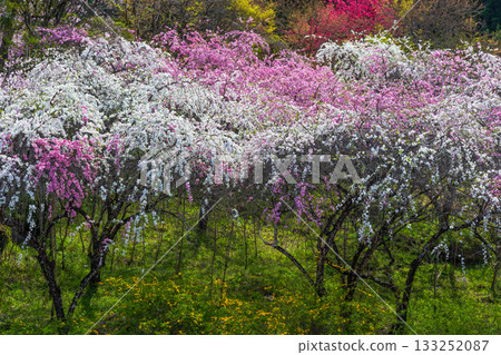 群馬縣綠市的春天：佐屋大畑桃花大道 133252087