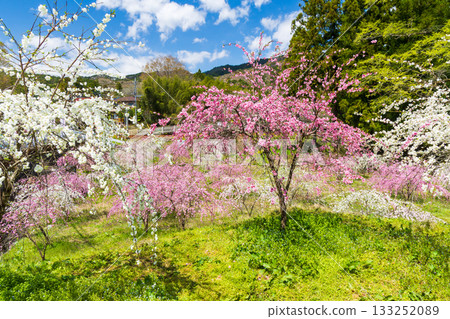 群馬縣綠市的春天：佐屋大畑桃花大道 133252089