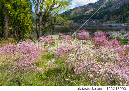 群馬縣綠市的春天:佐屋大畑桃花大道 群馬縣綠市的春天:佐屋大畑桃花大道 133252090