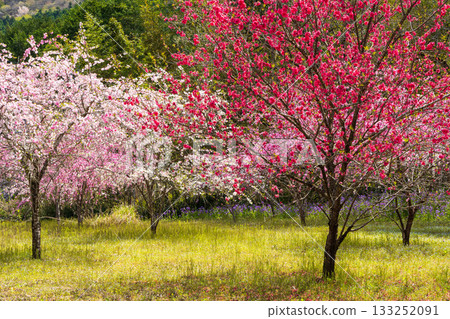 群馬縣綠市的春天:佐屋大畑桃花大道 群馬縣綠市的春天:佐屋大畑桃花大道 133252091