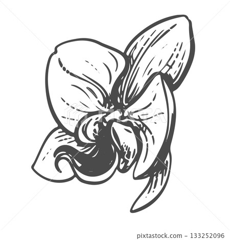 Vector ink drawing of a white orchid. Exotic phalaenopsis, side view. Engraved effect. Illustration of a tropical summer flower for wedding invitations and cruise party decorations. 133252096