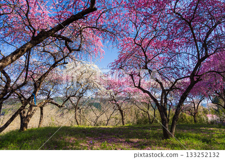 群馬縣綠市的春天：佐屋大畑桃花大道 133252132