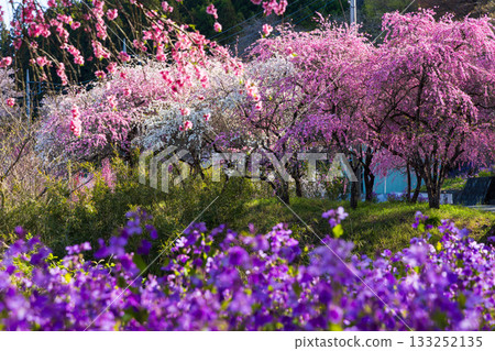 群馬縣綠市的春天：佐屋大畑桃花大道 133252135