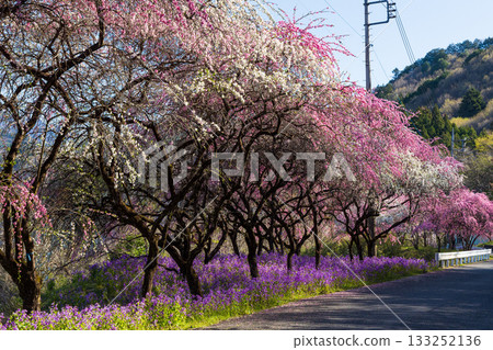群馬縣綠市的春天：佐屋大畑桃花大道 133252136