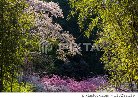群馬縣綠市的春天：佐屋大畑桃花大道 133252139