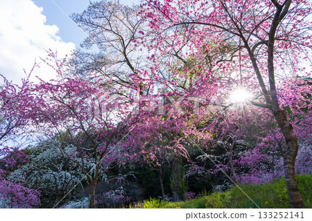 Spring in Midori City, Gunma Prefecture: Sayado-Ohata Peach Blossom Highway Spring in Midori City, Gunma Prefecture: Sayado-Ohata Peach Blossom Highway 133252141