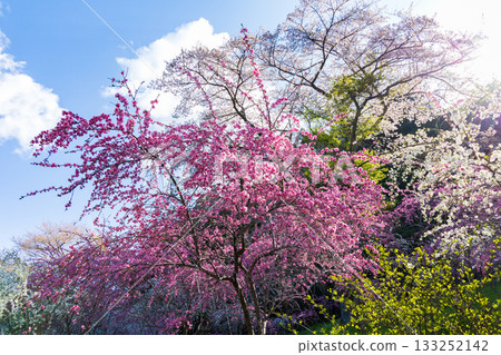 Spring in Midori City, Gunma Prefecture: Sayado-Ohata Peach Blossom Highway Spring in Midori City, Gunma Prefecture: Sayado-Ohata Peach Blossom Highway 133252142