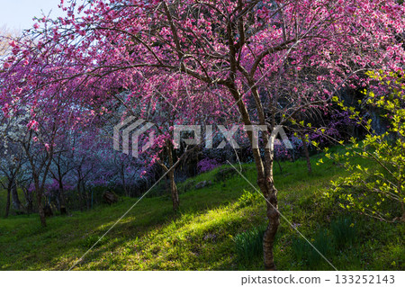 群馬縣綠市的春天：佐屋大畑桃花大道 133252143