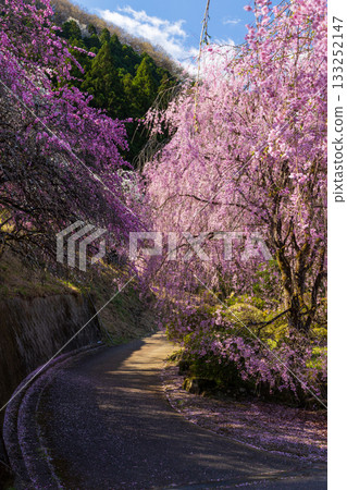 群馬縣綠市的春天：佐屋大畑桃花大道 133252147