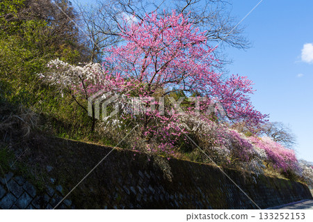Spring in Midori City, Gunma Prefecture: Sayado-Ohata Peach Blossom Highway Spring in Midori City, Gunma Prefecture: Sayado-Ohata Peach Blossom Highway 133252153