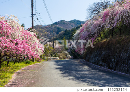 群馬縣綠市的春天：佐屋大畑桃花大道 133252154