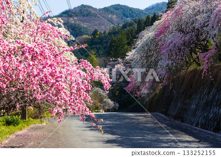 Spring in Midori City, Gunma Prefecture: Sayado-Ohata Peach Blossom Highway 133252155