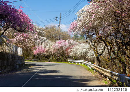 群馬縣綠市的春天:佐屋大畑桃花大道 群馬縣綠市的春天:佐屋大畑桃花大道 133252156